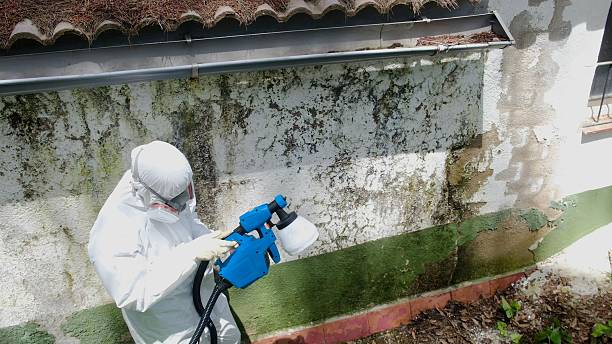 Top rated local Basement Mold Removal specialists in Watsontown, PA